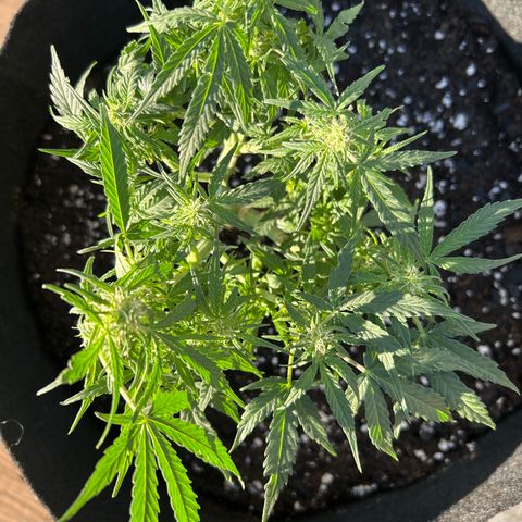 Milky Way growlog timeline photo