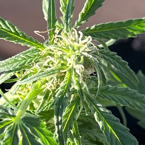 Milky Way growlog timeline photo