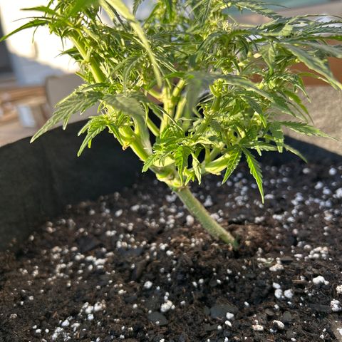Milky Way growlog timeline photo
