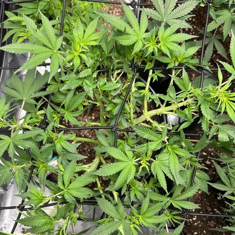 Quick One growlog timeline photo