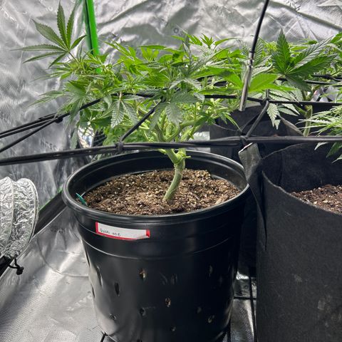 Quick One growlog timeline photo