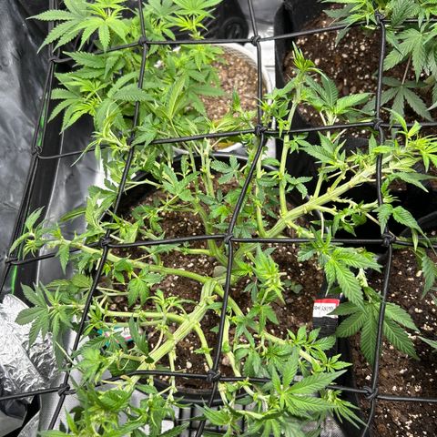 Quick One growlog timeline photo
