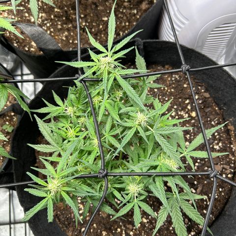 Milky Way growlog timeline photo