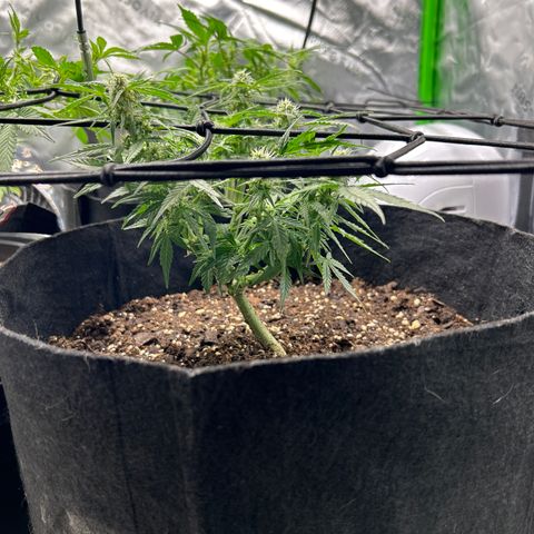 Milky Way growlog timeline photo