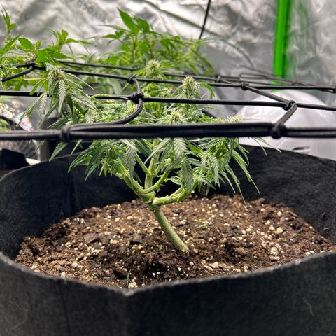 Milky Way growlog timeline photo