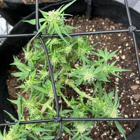 Milky Way growlog timeline photo