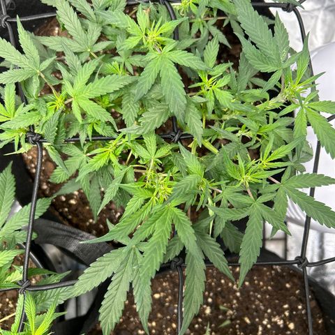 Northern Light Automatic growlog timeline photo