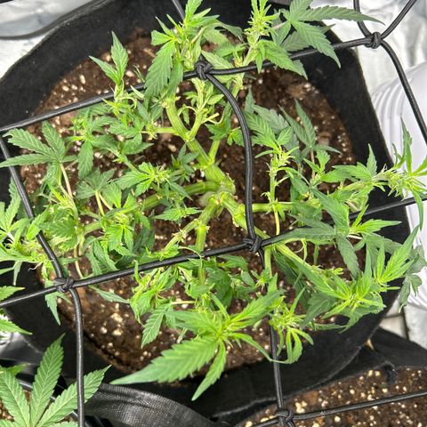 Northern Light Automatic growlog timeline photo