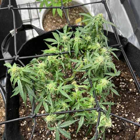 Milky Way growlog timeline photo