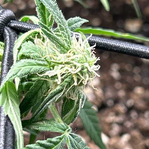 Milky Way growlog timeline photo