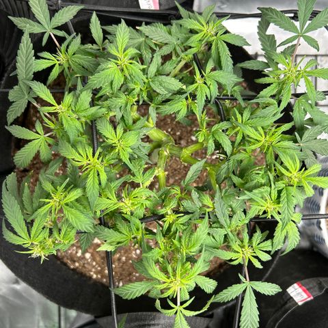 Northern Light Automatic growlog timeline photo