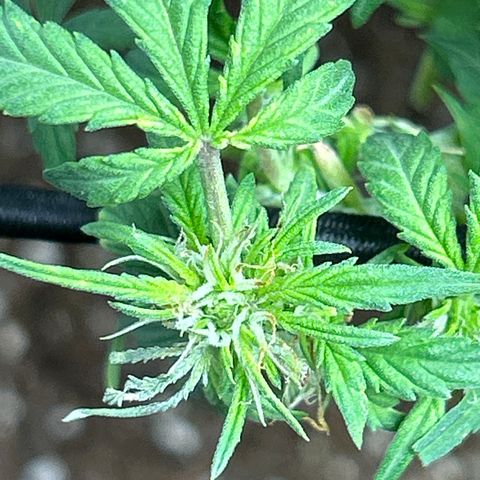 Northern Light Automatic growlog timeline photo