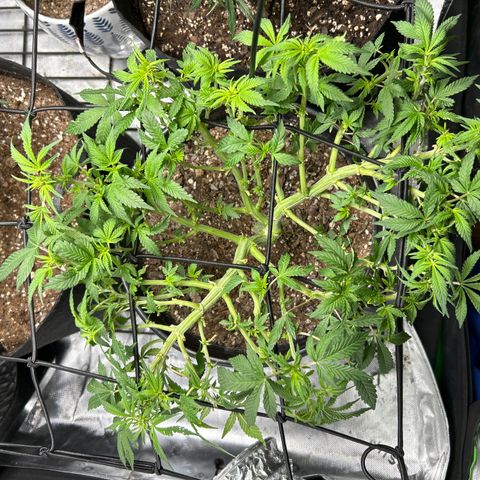 Quick One growlog timeline photo