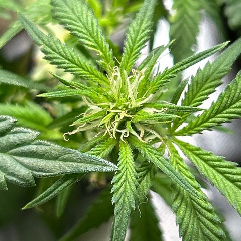 Quick One growlog timeline photo