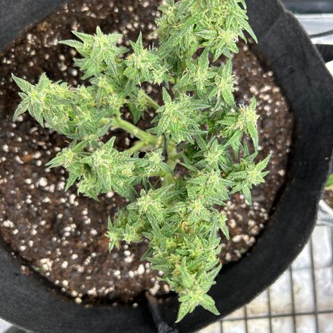 Milky Way growlog timeline photo