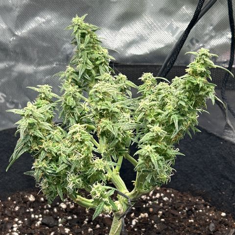 Milky Way growlog timeline photo