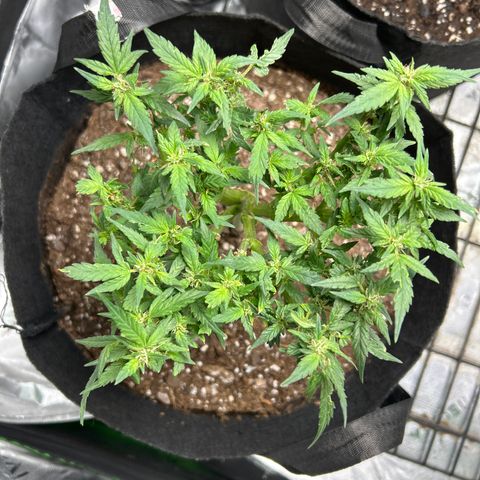 Northern Light Automatic growlog timeline photo
