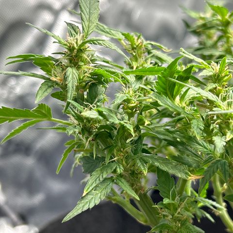 Northern Light Automatic growlog timeline photo