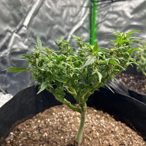 Northern Light Automatic growlog timeline photo