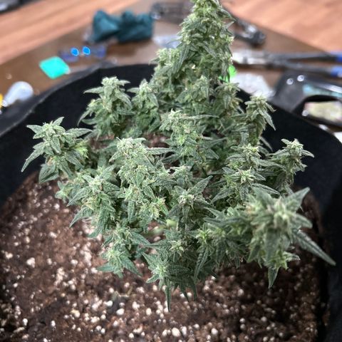 Milky Way growlog timeline photo