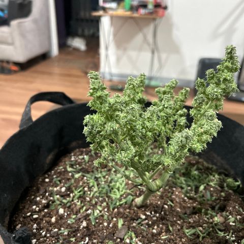 Milky Way growlog timeline photo