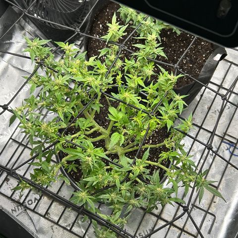Northern Light Automatic growlog timeline photo