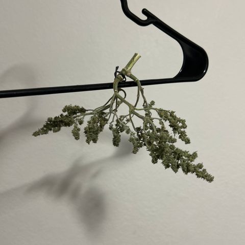 Milky Way growlog photo: Might have dried too early. Will do another run of this strain. 