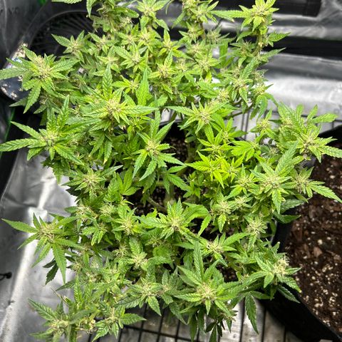 Quick One growlog timeline photo
