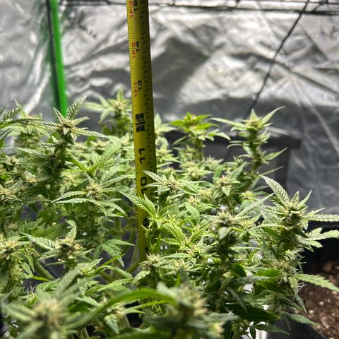 Quick One growlog timeline photo