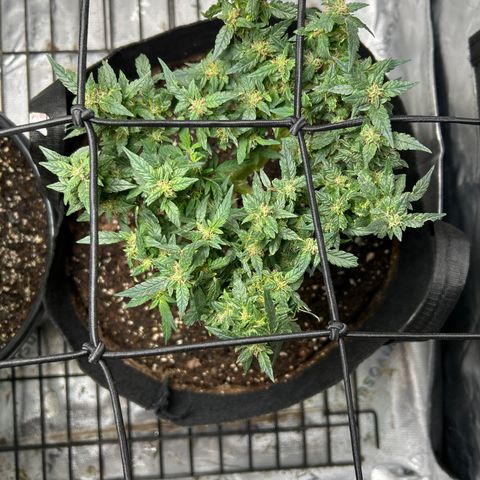 Northern Light Automatic growlog timeline photo