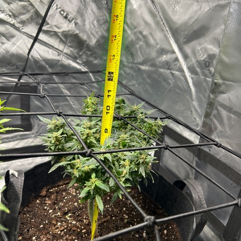 Northern Light Automatic growlog timeline photo