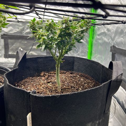 Northern Light Automatic growlog timeline photo