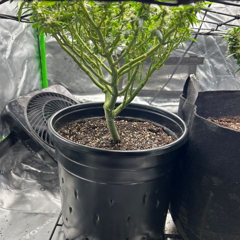 Quick One growlog timeline photo