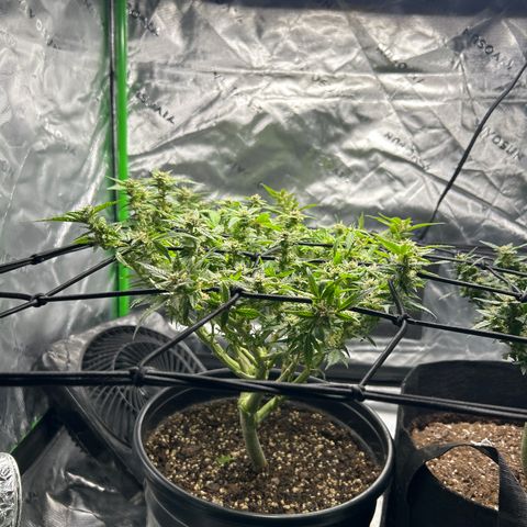 Quick One growlog timeline photo