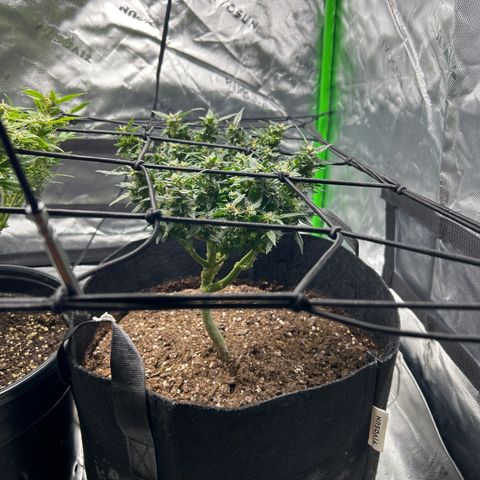 Northern Light Automatic growlog timeline photo