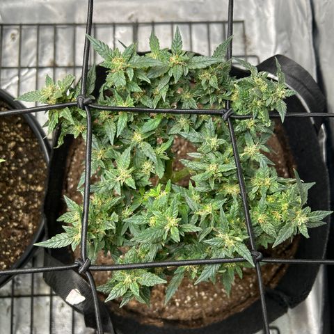 Northern Light Automatic growlog timeline photo
