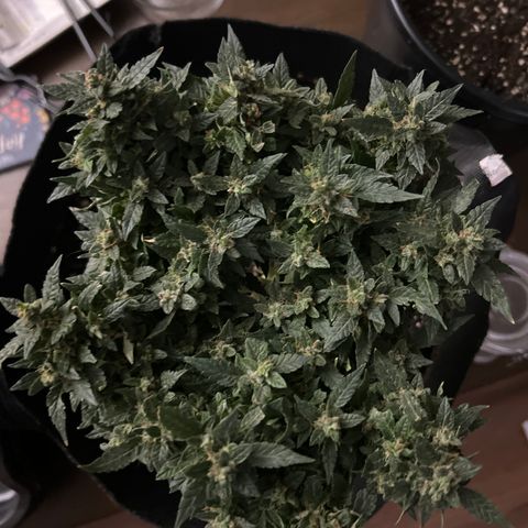 Quick One growlog timeline photo