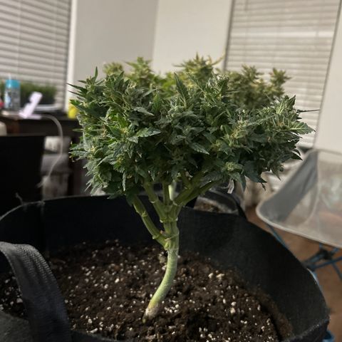Quick One growlog timeline photo