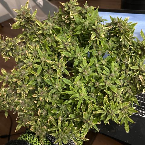 Quick One growlog timeline photo
