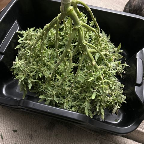 Quick One growlog timeline photo