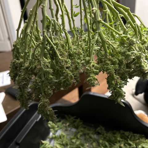 Quick One growlog timeline photo