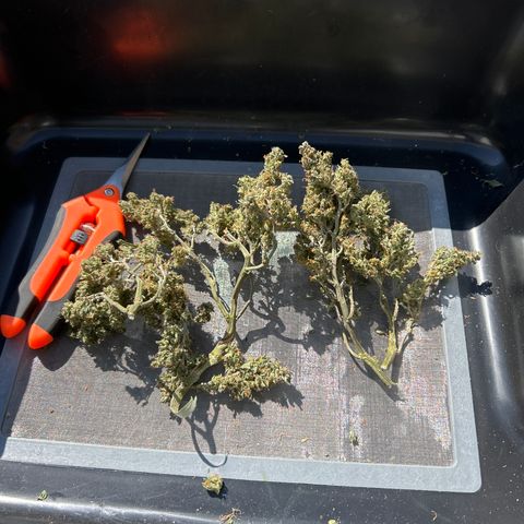 Northern Light Automatic growlog timeline photo