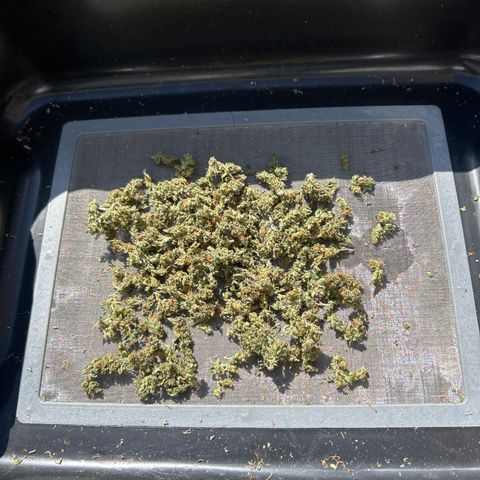 Northern Light Automatic growlog timeline photo