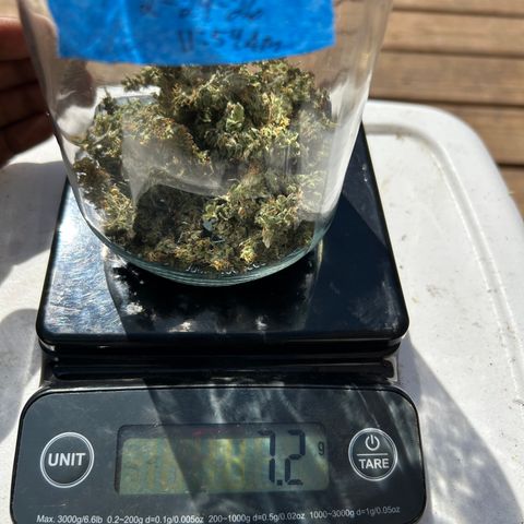 Northern Light Automatic growlog timeline photo