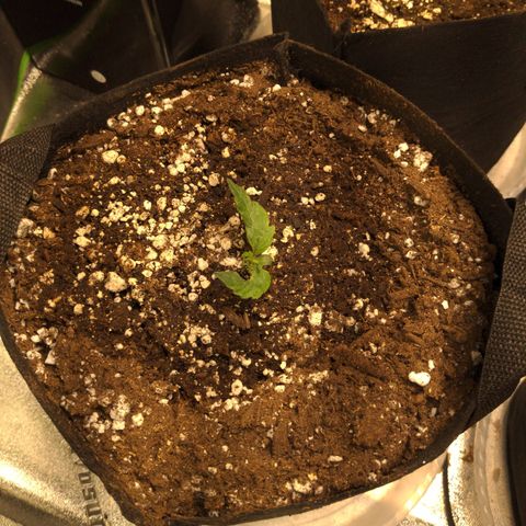 Dinafem Cookies Autoflowering growlog timeline photo