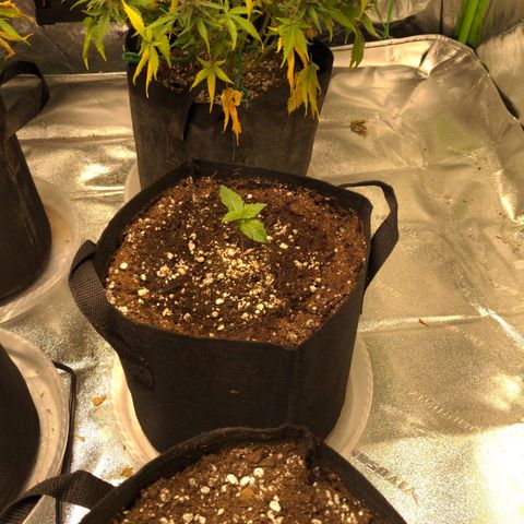 Dinafem Cookies Autoflowering growlog timeline photo
