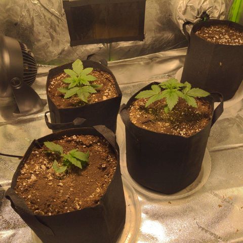 Dinafem Cookies Autoflowering growlog timeline photo