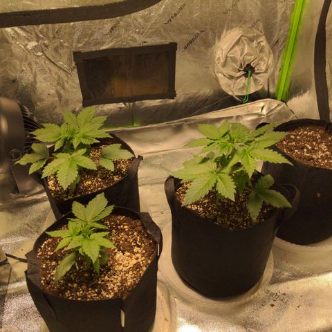 Dinafem Cookies Autoflowering growlog timeline photo