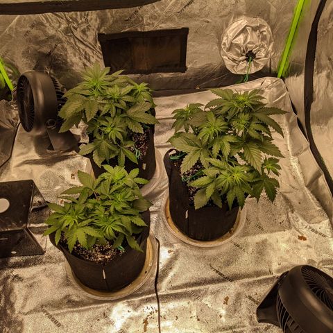 Dinafem Cookies Autoflowering growlog photo: Looking good. No apparent deficiencies