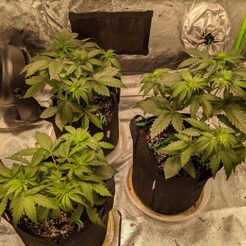Dinafem Cookies Autoflowering growlog photo: Looking good. No apparent deficiencies